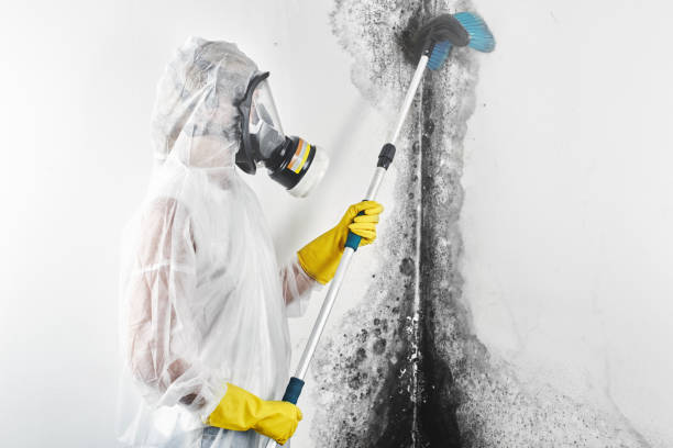 Best Crawl Space Mold Remediation  in Upper Sandusky, OH