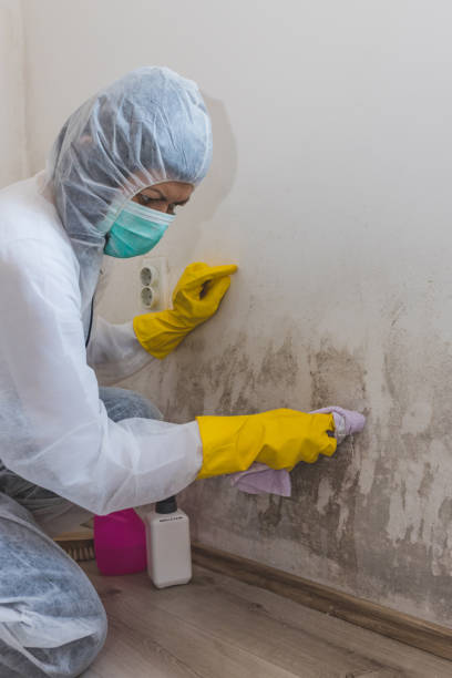 Best Mold Odor Removal Services  in Upper Sandusky, OH
