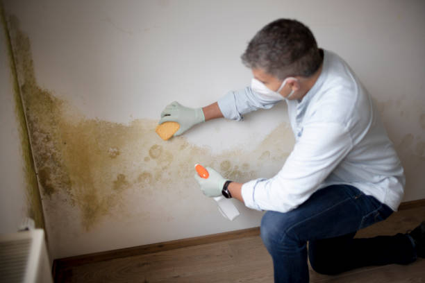 Best Mold Remediation for Healthcare Facilities  in Upper Sandusky, OH